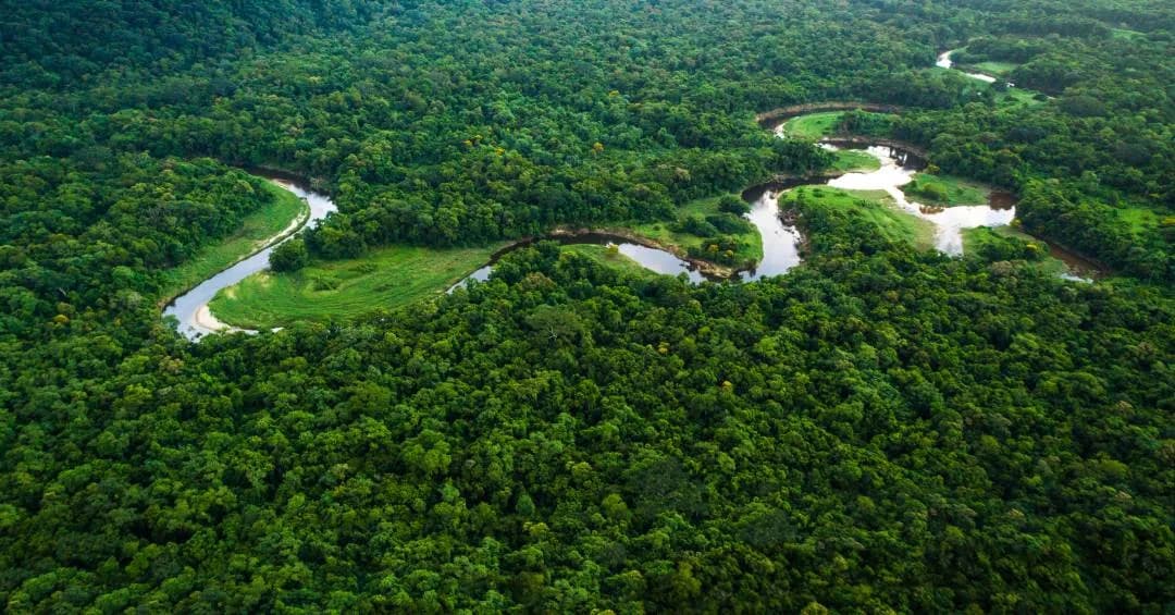 o leilão de 267 mil hectares da Amazônia por 35 anos