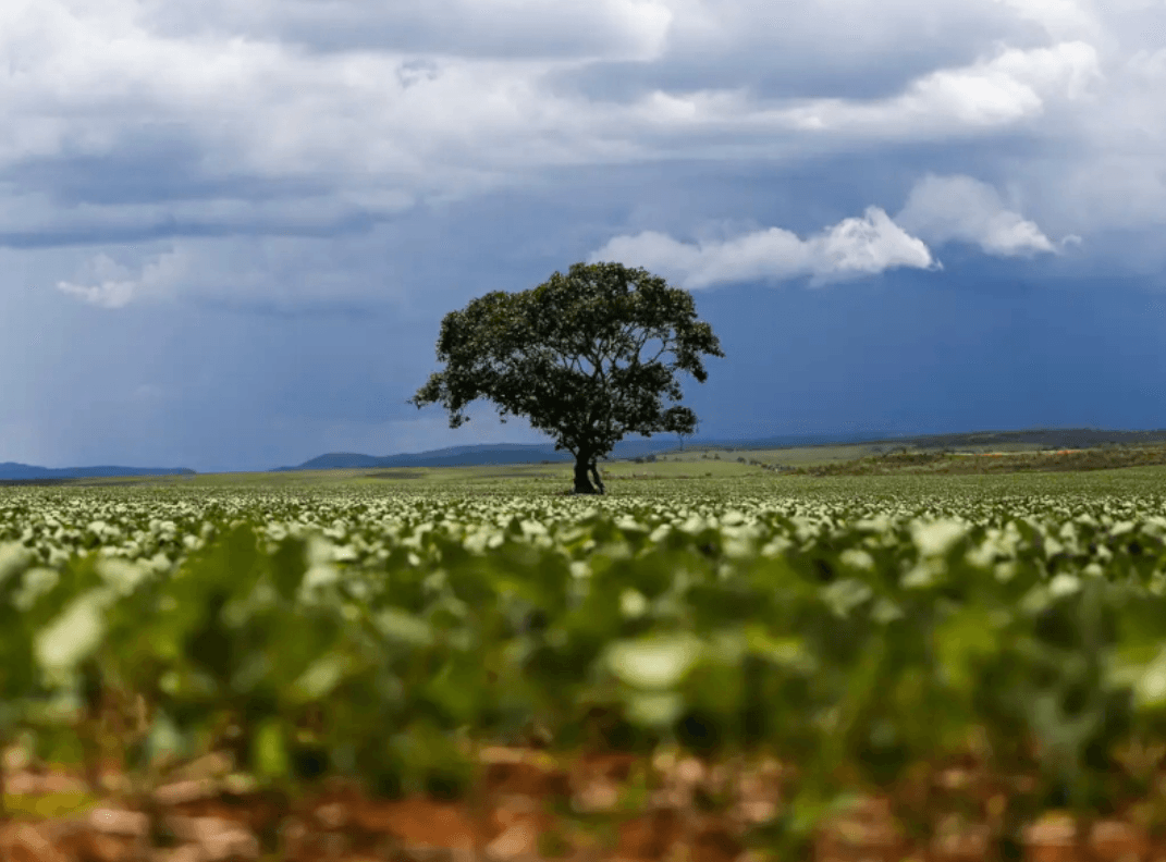 Cana, milho e soja em terras degradadas podem triplicar bioenergia BR