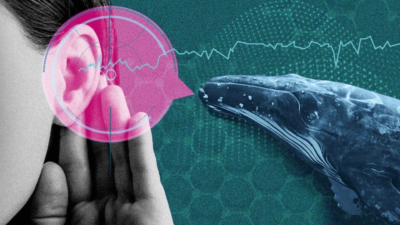 Cientistas afirmam que IA facilita conversar com animais